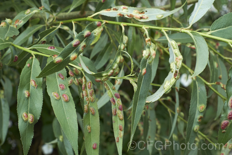 Willow leaf blister gall or willow redgall on Crack Willow (<i>Salix fragilis</i>). The blister- or pustule-like galls, which are a reaction to the invasion of the larvae of tiny sawflies, are initially green, age to red and then turn dry and brown after the larvae within have pupated. pests-and-diseases-3512htm'>Plant. Pests and Diseases</a>