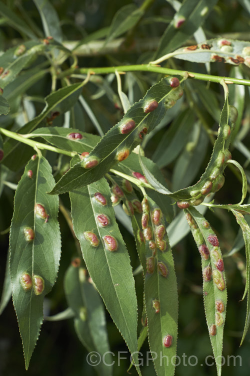 Willow leaf blister gall or willow redgall on Crack Willow (<i>Salix fragilis</i>). The blister- or pustule-like galls, which are a reaction to the invasion of the larvae of tiny sawflies, are initially green, age to red and then turn dry and brown after the larvae within have pupated. pests-and-diseases-3512htm'>Plant. Pests and Diseases</a>