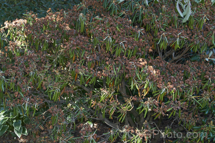 A rhododendron killed by phytophthora root rot, one of a range of organisms known as oomycetes that are always present but which do not generally cause problems except to damaged plants or those growing in poorly drained conditions. The plant often looks healthy enough and then suddenly wilts due to its roots being destroyed. pests-and-diseases-3512htm'>Plant. Pests and Diseases</a>