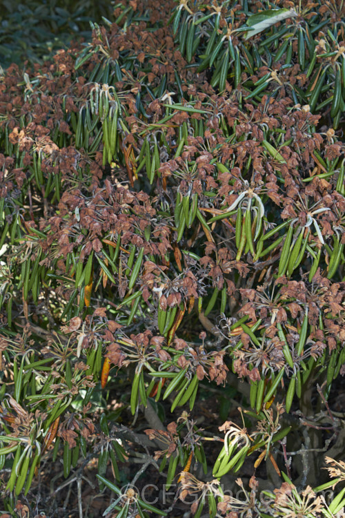 A rhododendron killed by phytophthora root rot, one of a range of organisms known as oomycetes that are always present but which do not generally cause problems except to damaged plants or those growing in poorly drained conditions. The plant often looks healthy enough and then suddenly wilts due to its roots being destroyed. pests-and-diseases-3512htm'>Plant. Pests and Diseases</a>