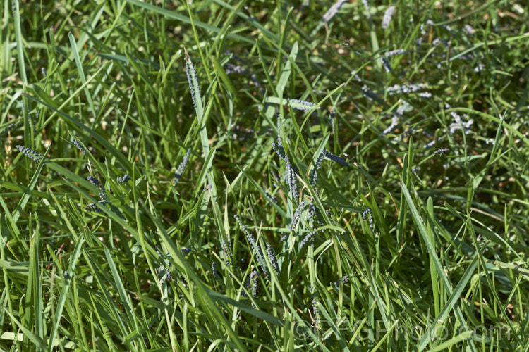 Slime mould disease on grass. This grey fungal disease is usually only seen after prolonged warm, wet weather. The mould occurs in various colours and seldom causes serious damage but it can be unsightly. pests-and-diseases-3512htm'>Plant. Pests and Diseases</a>