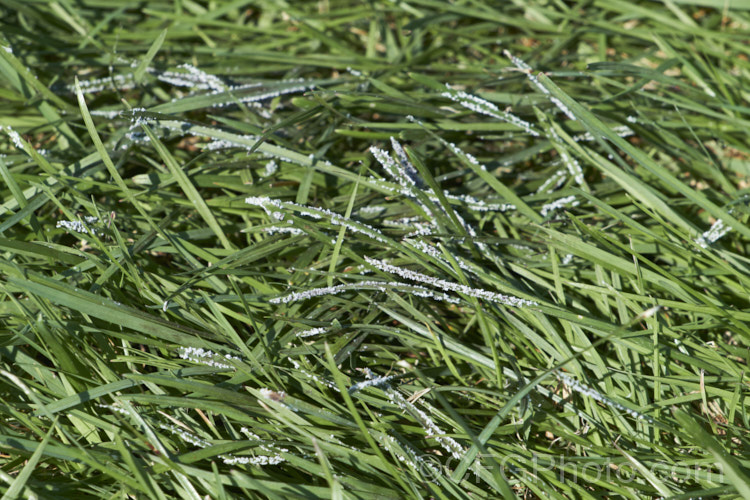 Slime mould disease on grass. This grey fungal disease is usually only seen after prolonged warm, wet weather. The mould occurs in various colours and seldom causes serious damage but it can be unsightly. pests-and-diseases-3512htm'>Plant. Pests and Diseases</a>