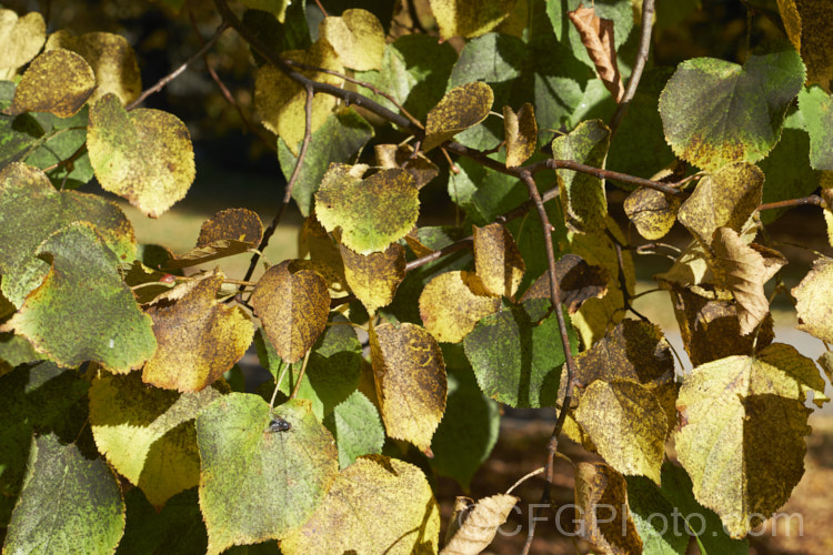 Sooty. Mould or Black Mould on the autumn foliage of a Lime or Linden tree(<i>Tilia cordata</i>). Sooty mould grows on the sugary secretions of sap sucking insects and while not especially damaging in itself, a dense covering can affect the ability of the foliage to photosynthesise. Lindens are often attacked by aphids and by the end of summer can be quite badly coated in sooty mould. As the foliage will soon fall anyway, it is often not a major problem. pests-and-diseases-3512htm'>Plant. Pests and Diseases</a>