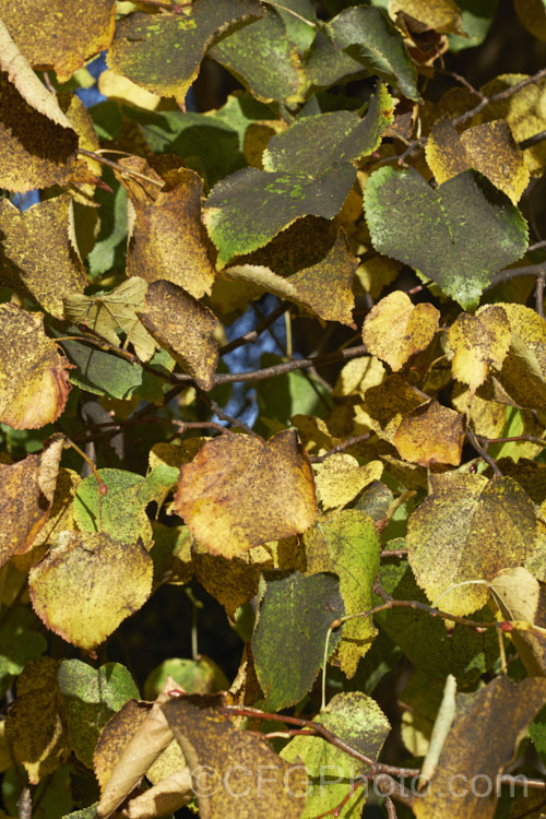 Sooty. Mould or Black Mould on the autumn foliage of a Lime or Linden tree(<i>Tilia cordata</i>). Sooty mould grows on the sugary secretions of sap sucking insects and while not especially damaging in itself, a dense covering can affect the ability of the foliage to photosynthesise. Lindens are often attacked by aphids and by the end of summer can be quite badly coated in sooty mould. As the foliage will soon fall anyway, it is often not a major problem. pests-and-diseases-3512htm'>Plant. Pests and Diseases</a>