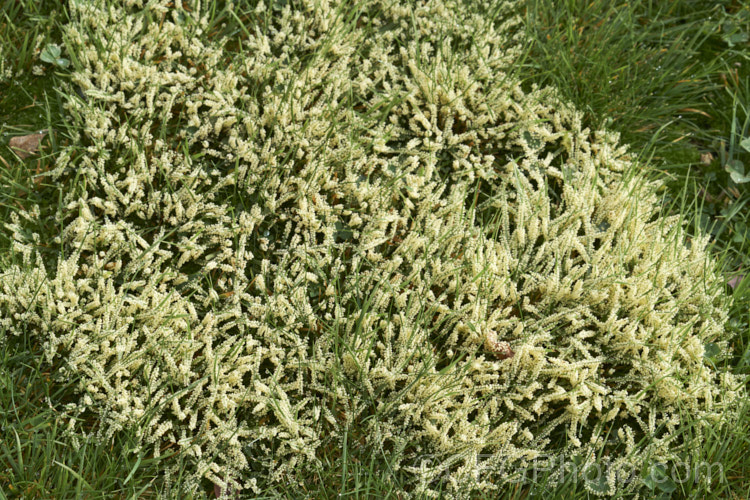 Slime mould on grass. This fungal disease is usually only seen after prolonged warm, wet weather. The mould occurs in various colours and seldom causes serious damage but it can be unsightly. As it ages and thee spores ripen, the colour usually turns to grey. Many small creatures feed on the sugar-rich mould and thereby help to distribute the spores. pests-and-diseases-3512htm'>Plant. Pests and Diseases</a>