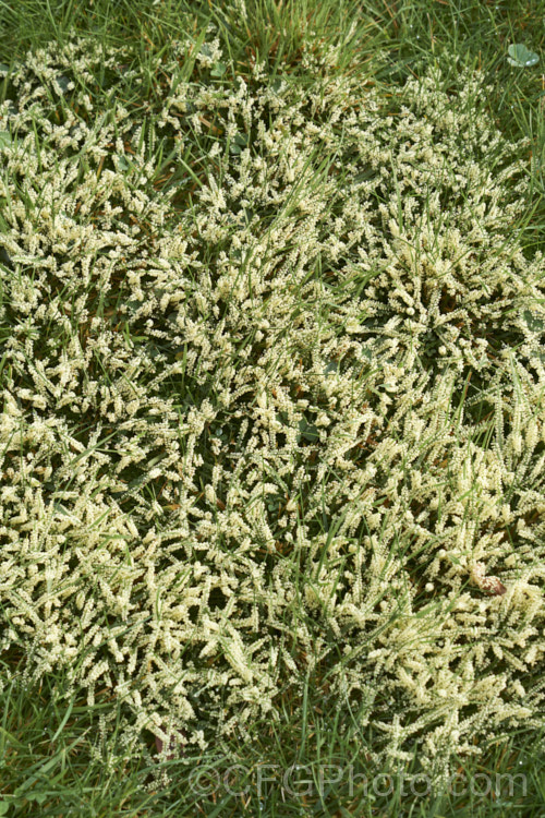 Slime mould on grass. This fungal disease is usually only seen after prolonged warm, wet weather. The mould occurs in various colours and seldom causes serious damage but it can be unsightly. As it ages and thee spores ripen, the colour usually turns to grey. Many small creatures feed on the sugar-rich mould and thereby help to distribute the spores. pests-and-diseases-3512htm'>Plant. Pests and Diseases</a>