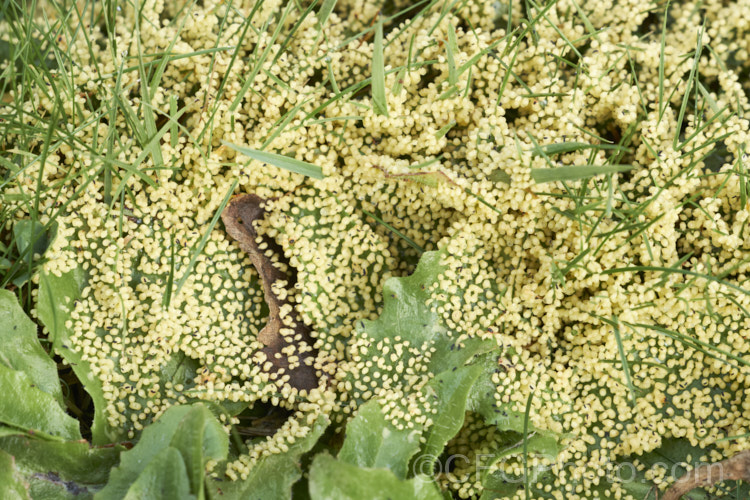 Slime mould on grass. This fungal disease is usually only seen after prolonged warm, wet weather. The mould occurs in various colours and seldom causes serious damage but it can be unsightly. As it ages and thee spores ripen, the colour usually turns to grey. Many small creatures feed on the sugar-rich mould and thereby help to distribute the spores. pests-and-diseases-3512htm'>Plant. Pests and Diseases</a>