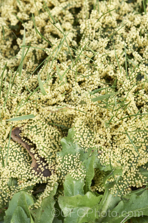 Slime mould on grass. This fungal disease is usually only seen after prolonged warm, wet weather. The mould occurs in various colours and seldom causes serious damage but it can be unsightly. As it ages and thee spores ripen, the colour usually turns to grey. Many small creatures feed on the sugar-rich mould and thereby help to distribute the spores. pests-and-diseases-3512htm'>Plant. Pests and Diseases</a>