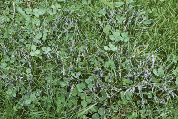 Slime mould on grass. This fungal disease is usually only seen after prolonged warm, wet weather. The mould occurs in various colours and seldom causes serious damage but it can be unsightly. As it ages and thee spores ripen, the colour usually turns to the grey seen here. Many small creatures feed on the sugar-rich mould and thereby help to distribute the spores. pests-and-diseases-3512htm'>Plant. Pests and Diseases</a>