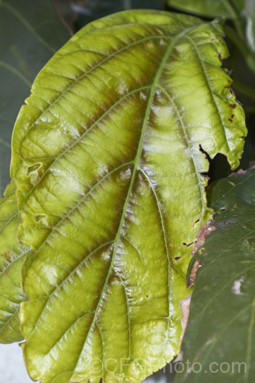 An avocado (<i>Persea americana</i>) leaf showing the yellow leaf with dark veined effect known as chlorosis. This is usually a sign of nutrient deficiencies, typically iron if on the new growth and magnesium if on the older growth, though other deficiencies can have a similar appearance depending on the severity and duration.