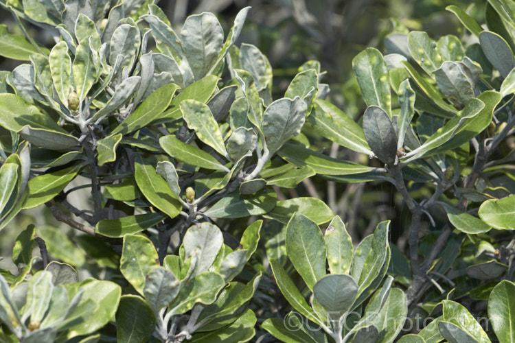 Pittosporum crassifolium with a heavy infestation of psyllids (<i>Trioza vitreoradiata</i>). These insects are widespread in New Zealand and it is their larval stage that the damage to the foliage occurs. When in their scale-like phase they create small bumps in the foliage that protect them while they feed. Adults are winged, far more mobile and have sucking mouth parts. pests-and-diseases-3512htm'>Plant. Pests and Diseases</a>