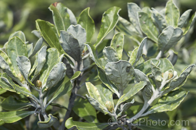 Pittosporum crassifolium with a heavy infestation of psyllids (<i>Trioza vitreoradiata</i>). These insects are widespread in New Zealand and it is their larval stage that the damage to the foliage occurs. When in their scale-like phase they create small bumps in the foliage that protect them while they feed. Adults are winged, far more mobile and have sucking mouth parts. pests-and-diseases-3512htm'>Plant. Pests and Diseases</a>