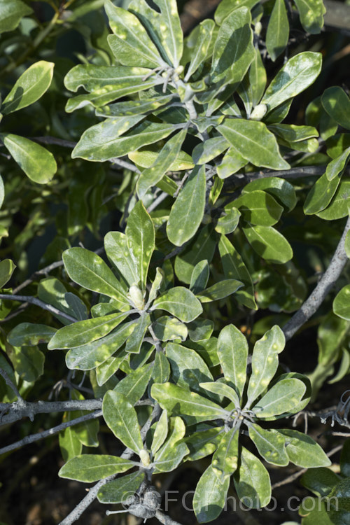 Pittosporum crassifolium with a heavy infestation of psyllids (<i>Trioza vitreoradiata</i>). These insects are widespread in New Zealand and it is their larval stage that the damage to the foliage occurs. When in their scale-like phase they create small bumps in the foliage that protect them while they feed. Adults are winged, far more mobile and have sucking mouth parts. pests-and-diseases-3512htm'>Plant. Pests and Diseases</a>