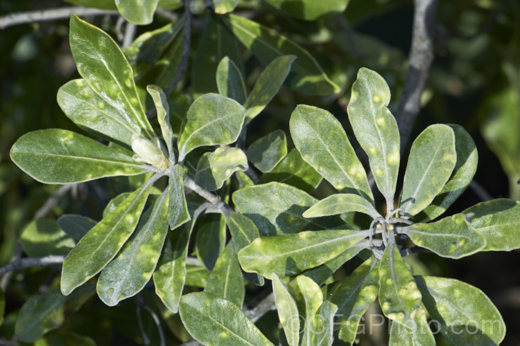 Pittosporum crassifolium with a heavy infestation of psyllids (<i>Trioza vitreoradiata</i>). These insects are widespread in New Zealand and it is their larval stage that the damage to the foliage occurs. When in their scale-like phase they create small bumps in the foliage that protect them while they feed. Adults are winged, far more mobile and have sucking mouth parts. pests-and-diseases-3512htm'>Plant. Pests and Diseases</a>