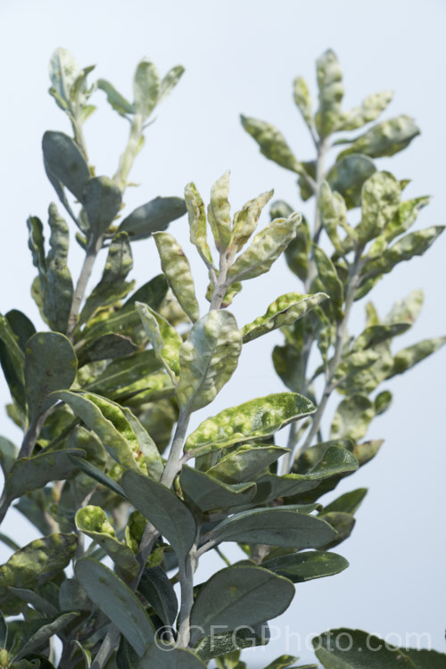 Pittosporum crassifolium with a heavy infestation of psyllids (<i>Trioza vitreoradiata</i>). These insects are widespread in New Zealand and it is their larval stage that the damage to the foliage occurs. When in their scale-like phase they create small bumps in the foliage that protect them while they feed. Adults are winged, far more mobile and have sucking mouth parts. pests-and-diseases-3512htm'>Plant. Pests and Diseases</a>