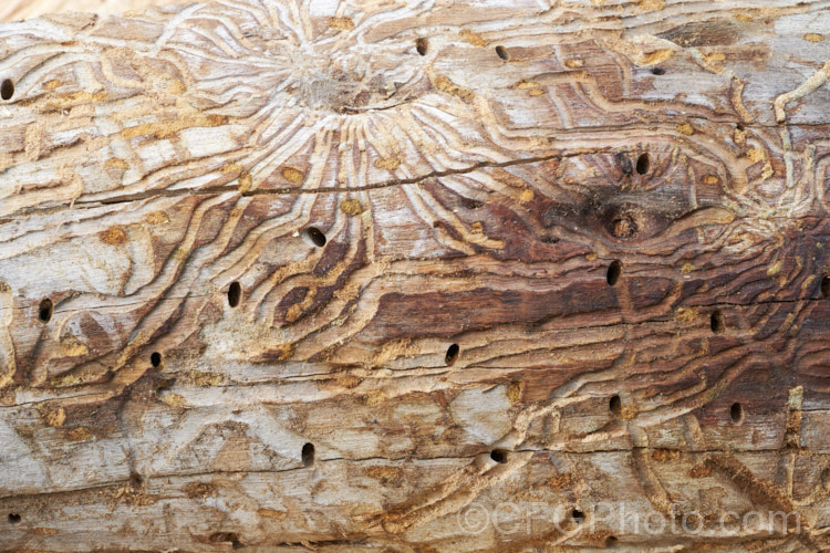 The tracks and tunnels made under the bark of a eucalyptus tree by the wood-boring larvae of beetles. The insects live in tree trunks for most of their lives in the larval form before emerging to survive and breed for a brief period as adults. pests-and-diseases-3512htm'>Plant. Pests and Diseases</a>