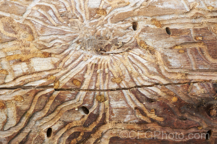 The tracks and tunnels made under the bark of a eucalyptus tree by the wood-boring larvae of beetles. The insects live in tree trunks for most of their lives in the larval form before emerging to survive and breed for a brief period as adults. pests-and-diseases-3512htm'>Plant. Pests and Diseases</a>