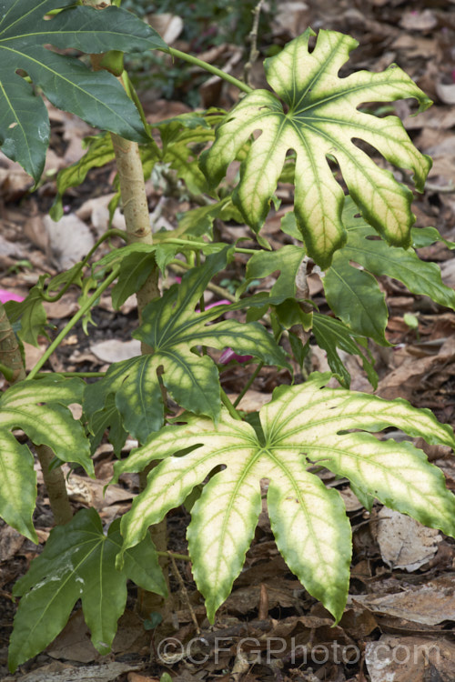 Chlorosis, most likely caused by the early stages of magnesium deficiency, on the foliage of a young Fatsia japonica plant. Iron deficiency would have a similar appearance at this stage but would tend to appear on the newer, rather than the older growth.