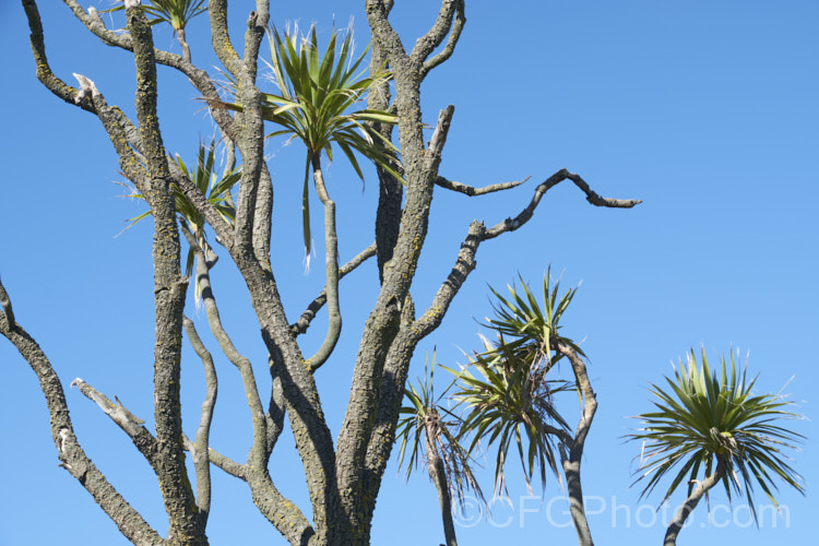 Since the mid-1980s, the New Zealand cabbage tree (<i>Cordyline australis</i>) has been experiencing a decline in many areas of New Zealand due to a fungal dieback disease, Candidatus phytoplasma. It starts out in the foliage heads, causing a slow yellowing and eventually showing up as a white deposit at the base of the leaves as the crown becomes soft and pulpy before dying. One the foliage disappears, the stems die back and the bark peels off to reveal the fungus below. pests-and-diseases-3512htm'>Plant. Pests and Diseases</a>