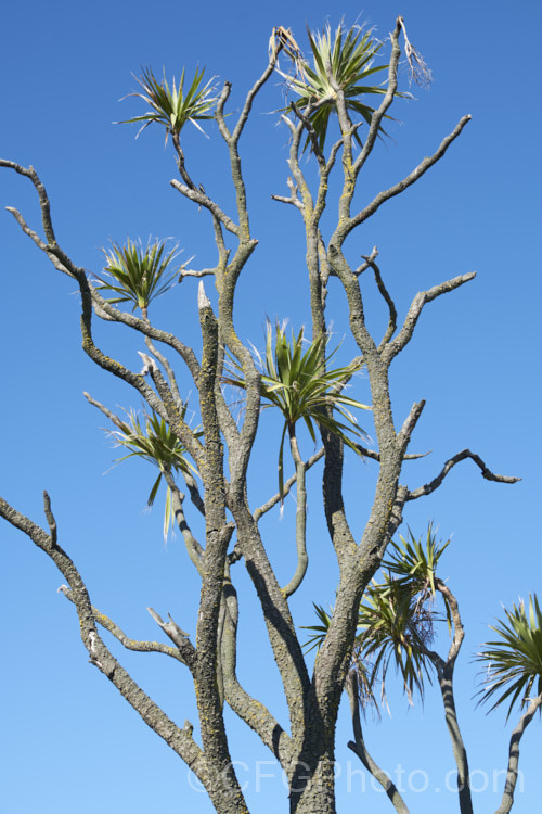 Since the mid-1980s, the New Zealand cabbage tree (<i>Cordyline australis</i>) has been experiencing a decline in many areas of New Zealand due to a fungal dieback disease, Candidatus phytoplasma. It starts out in the foliage heads, causing a slow yellowing and eventually showing up as a white deposit at the base of the leaves as the crown becomes soft and pulpy before dying. One the foliage disappears, the stems die back and the bark peels off to reveal the fungus below. pests-and-diseases-3512htm'>Plant. Pests and Diseases</a>