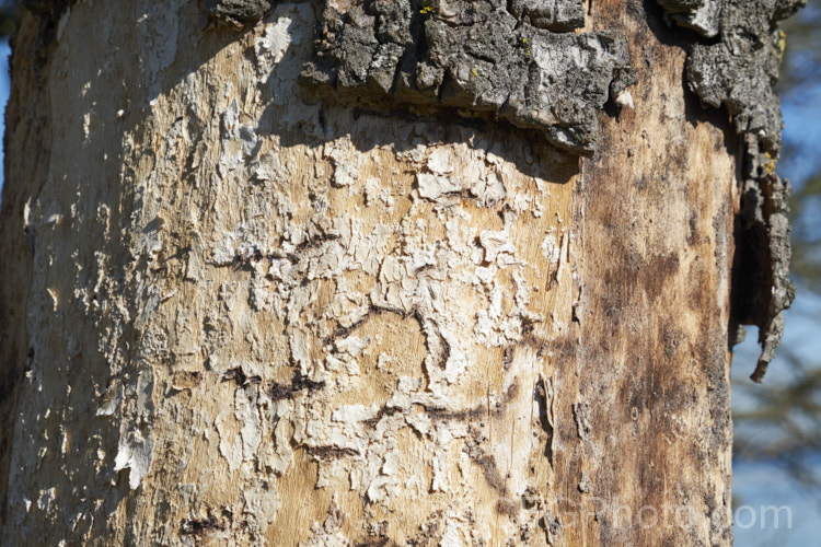 Since the mid-1980s, the New Zealand cabbage tree (<i>Cordyline australis</i>) has been experiencing a decline in many areas of New Zealand due to a fungal dieback disease, Candidatus phytoplasma. It starts out in the foliage heads, causing a slow yellowing and eventually showing up as a white deposit at the base of the leaves as the crown becomes soft and pulpy before dying. One the foliage disappears, the stems die back and the bark peels off to reveal the fungus below. pests-and-diseases-3512htm'>Plant. Pests and Diseases</a>