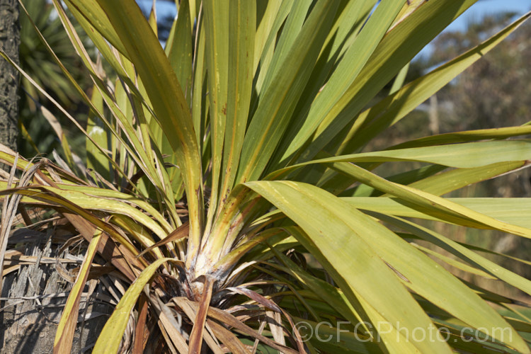 Since the mid-1980s, the New Zealand cabbage tree (<i>Cordyline australis</i>) has been experiencing a decline in many areas of New Zealand due to a fungal dieback disease, Candidatus phytoplasma. It starts out in the foliage heads, causing a slow yellowing and eventually showing up as a white deposit at the base of the leaves as the crown becomes soft and pulpy before dying. One the foliage disappears, the stems die back and the bark peels off to reveal the fungus below. pests-and-diseases-3512htm'>Plant. Pests and Diseases</a>