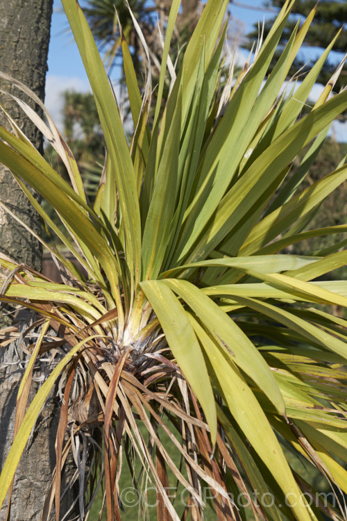 Since the mid-1980s, the New Zealand cabbage tree (<i>Cordyline australis</i>) has been experiencing a decline in many areas of New Zealand due to a fungal dieback disease, Candidatus phytoplasma. It starts out in the foliage heads, causing a slow yellowing and eventually showing up as a white deposit at the base of the leaves as the crown becomes soft and pulpy before dying. One the foliage disappears, the stems die back and the bark peels off to reveal the fungus below. pests-and-diseases-3512htm'>Plant. Pests and Diseases</a>