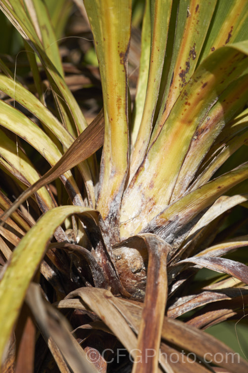 Since the mid-1980s, the New Zealand cabbage tree (<i>Cordyline australis</i>) has been experiencing a decline in many areas of New Zealand due to a fungal dieback disease, Candidatus phytoplasma. It starts out in the foliage heads, causing a slow yellowing and eventually showing up as a white deposit at the base of the leaves as the crown becomes soft and pulpy before dying. One the foliage disappears, the stems die back and the bark peels off to reveal the fungus below. pests-and-diseases-3512htm'>Plant. Pests and Diseases</a>