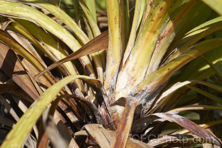 Since the mid-1980s, the New Zealand cabbage tree (<i>Cordyline australis</i>) has been experiencing a decline in many areas of New Zealand due to a fungal dieback disease, Candidatus phytoplasma. It starts out in the foliage heads, causing a slow yellowing and eventually showing up as a white deposit at the base of the leaves as the crown becomes soft and pulpy before dying. One the foliage disappears, the stems die back and the bark peels off to reveal the fungus below. pests-and-diseases-3512htm'>Plant. Pests and Diseases</a>