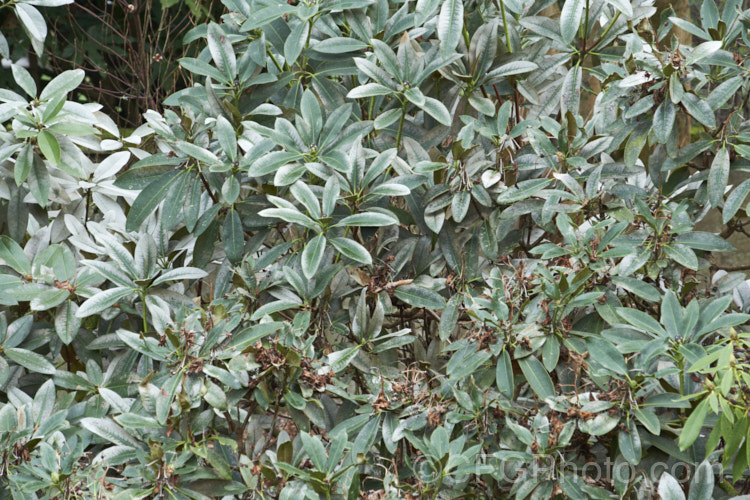 A rhododendron showing the signs of severe damage by thrips. The silvering of the foliage occurs when the thrips, which are found on the undersides of the leaves, suck most of the sap from between the layers of the leaf. This damage is not reversible, but if treated the plant may be able to produce new foliage and recover. pests-and-diseases-3512htm'>Plant. Pests and Diseases</a>