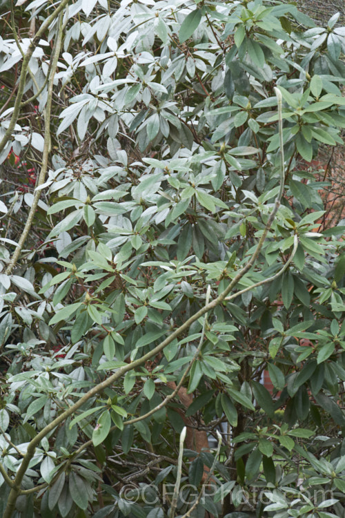 A rhododendron showing the signs of severe damage by thrips. The silvering of the foliage occurs when the thrips, which are found on the undersides of the leaves, suck most of the sap from between the layers of the leaf. This damage is not reversible, but if treated the plant may be able to produce new foliage and recover. pests-and-diseases-3512htm'>Plant. Pests and Diseases</a>