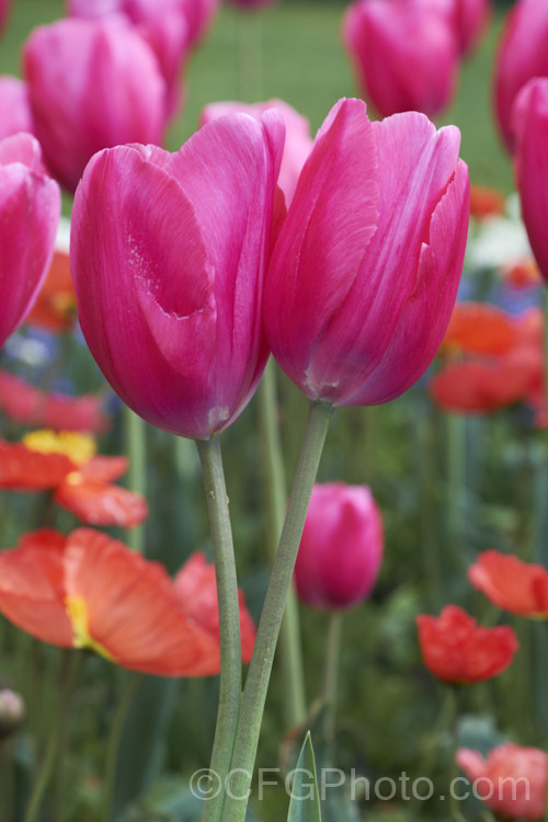 Tulipa 'Anaconda' (<i>Category 5 - Single. Late</i>) with a fused double stem. Often a genetic mutation, this kind of growth may also result from damage to the bulb. pests-and-diseases-3512htm'>Plant. Pests and Diseases</a>