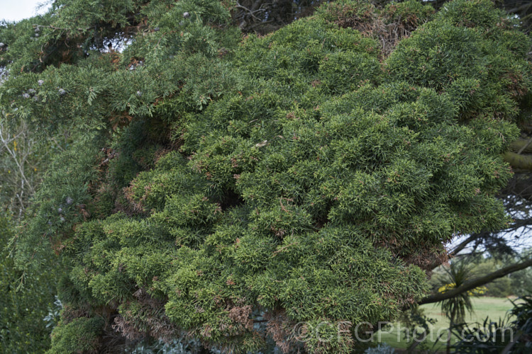 A witch's broom, an area of clustered, congested growth, on a . Monterey. Cypress (<i>Cupressus macrocarpa</i>). The dense growth of witch's brooms is often genetically stable and several dwarf cultivars have been raised by using them for cuttings. Native to California and now quite rare in the wild, this 20-45m tall tree is popular for hedging and shelter in New Zealand pests-and-diseases-3512htm'>Plant. Pests and Diseases</a>