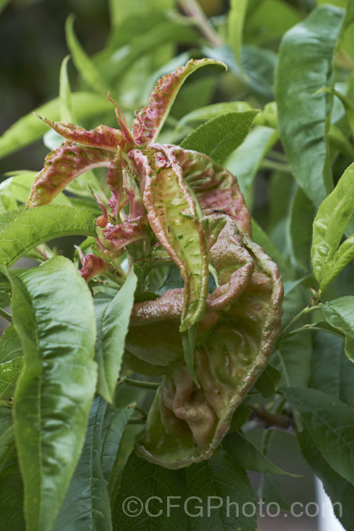 Peach leaf curl (<i>Taphrina deformans</i>) is a fungal disease that affects peaches and other plants of the genus. Prunus. It causes the young leaves to become twisted, distorted and discoloured. Eventually they dry off and die. It can also affect the flowers and young stems. The spores of the disease overwinter on the bark of the tree and become active in spring. Spraying with copper-based fungicides during winter to kill the spores is recommended. pests-and-diseases-3512htm'>Plant. Pests and Diseases</a>