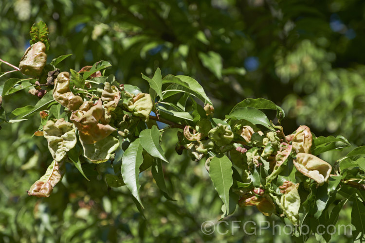 Peach leaf curl (<i>Taphrina deformans</i>) is a fungal disease that affects peaches and other plants of the genus. Prunus. It causes the young leaves to become twisted, distorted and discoloured. Eventually they dry off and die. It can also affect the flowers and young stems. The spores of the disease overwinter on the bark of the tree and become active in spring. Spraying with copper-based fungicides during winter to kill the spores is recommended. pests-and-diseases-3512htm'>Plant. Pests and Diseases</a>