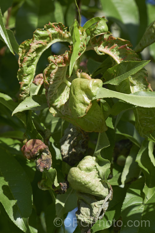 Peach leaf curl (<i>Taphrina deformans</i>) is a fungal disease that affects peaches and other plants of the genus. Prunus. It causes the young leaves to become twisted, distorted and discoloured. Eventually they dry off and die. It can also affect the flowers and young stems. The spores of the disease overwinter on the bark of the tree and become active in spring. Spraying with copper-based fungicides during winter to kill the spores is recommended. pests-and-diseases-3512htm'>Plant. Pests and Diseases</a>