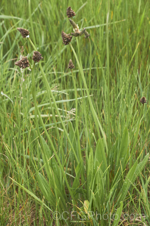 Distorted, branching flowerheads on Narrow-leaved Plantain, Ribwort Plantain or English Plantain (<i>Plantago lanceolata</i>), a European biennial or perennial that is usually seen as a weed of pastures, lawns or recently cultivated ground. It has also been used medicinally and as a culinary herb. It is also grown as forage or green cover crop because it grows steadily well into autumn and its taproot enables it to mine subsoil minerals that shallow grass roots may not reach <a href='plantaginaceae-plant-family-photoshtml'>Plantaginaceae</a>.. pests-and-diseases-3512htm'>Plant. Pests and Diseases</a>