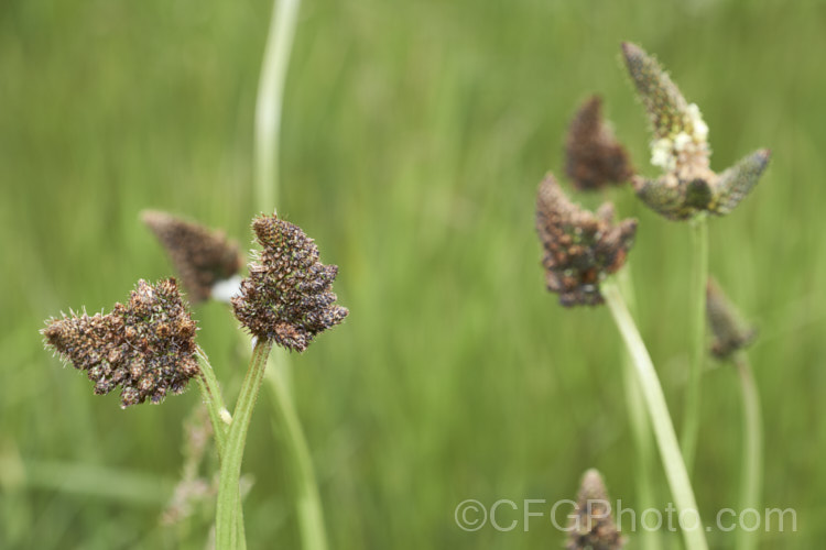 Distorted, branching flowerheads on Narrow-leaved Plantain, Ribwort Plantain or English Plantain (<i>Plantago lanceolata</i>), a European biennial or perennial that is usually seen as a weed of pastures, lawns or recently cultivated ground. It has also been used medicinally and as a culinary herb. It is also grown as forage or green cover crop because it grows steadily well into autumn and its taproot enables it to mine subsoil minerals that shallow grass roots may not reach <a href='plantaginaceae-plant-family-photoshtml'>Plantaginaceae</a>.. pests-and-diseases-3512htm'>Plant. Pests and Diseases</a>