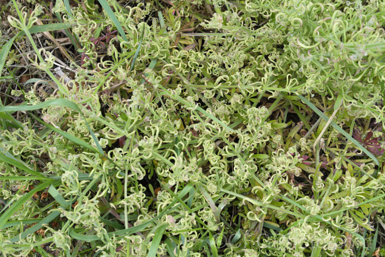 Distorted foliage on the weed cleavers (<i>Galium aparine</i>), caused by the Galium. Gall. Mite (<i>Cercidophyes rouhallahi</i>). This European gall mite was first observed in New Zealand in 2017, in Auckland. By. November 2018 it was in Christchurch, where this photo was taken, 1000km further south. pests-and-diseases-3512htm'>Plant. Pests and Diseases</a>