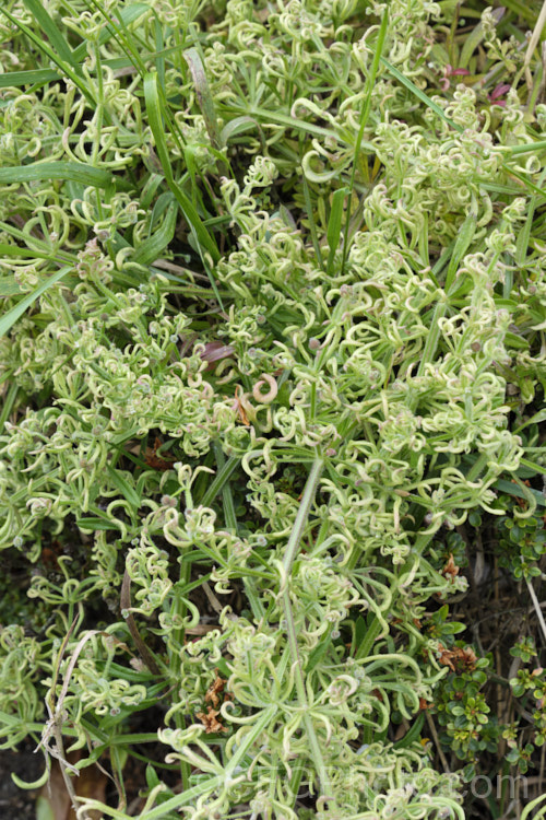 Distorted foliage on the weed cleavers (<i>Galium aparine</i>), caused by the Galium. Gall. Mite (<i>Cercidophyes rouhallahi</i>). This European gall mite was first observed in New Zealand in 2017, in Auckland. By. November 2018 it was in Christchurch, where this photo was taken, 1000km further south. pests-and-diseases-3512htm'>Plant. Pests and Diseases</a>