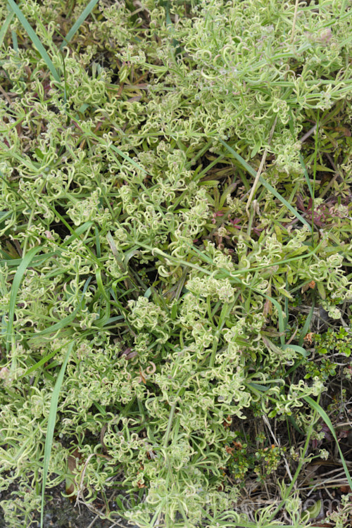 Distorted foliage on the weed cleavers (<i>Galium aparine</i>), caused by the Galium. Gall. Mite (<i>Cercidophyes rouhallahi</i>). This European gall mite was first observed in New Zealand in 2017, in Auckland. By. November 2018 it was in Christchurch, where this photo was taken, 1000km further south. pests-and-diseases-3512htm'>Plant. Pests and Diseases</a>