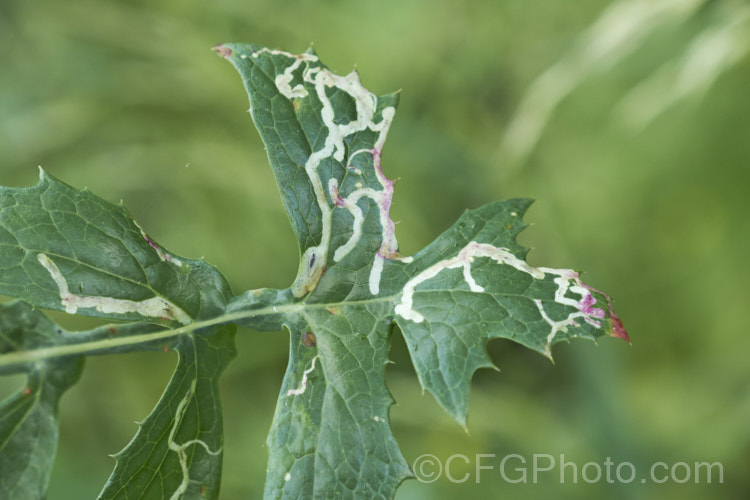 The path taken by a leafminer, the larvae of a small moth or sawfly, is clearly visible on this leaf. There are many insects whose larvae pass the early stages of their lives protected within a leaf. pests-and-diseases-3512htm'>Plant. Pests and Diseases</a>