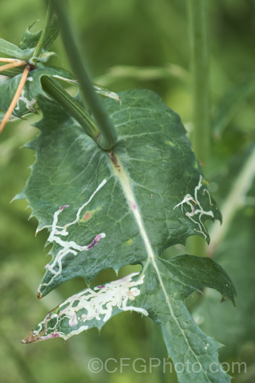 The path taken by a leafminer, the larvae of a small moth or sawfly, is clearly visible on this leaf. There are many insects whose larvae pass the early stages of their lives protected within a leaf. pests-and-diseases-3512htm'>Plant. Pests and Diseases</a>