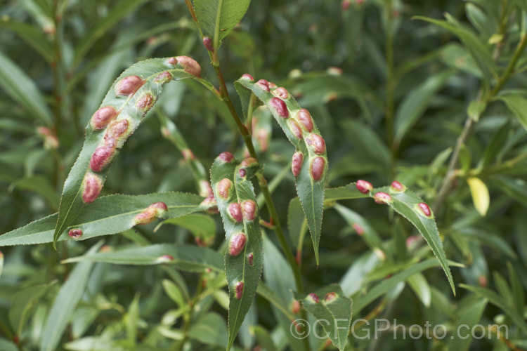 Willow. Leaf Blister. Gall is commonly seen on a range of willows and disfigured the foliage in summer. The leaves erupt in thick red blisters in reaction to damage by insects or mites. Although somewhat unsightly, the galls do not really harm the tree. pests-and-diseases-3512htm'>Plant. Pests and Diseases</a>