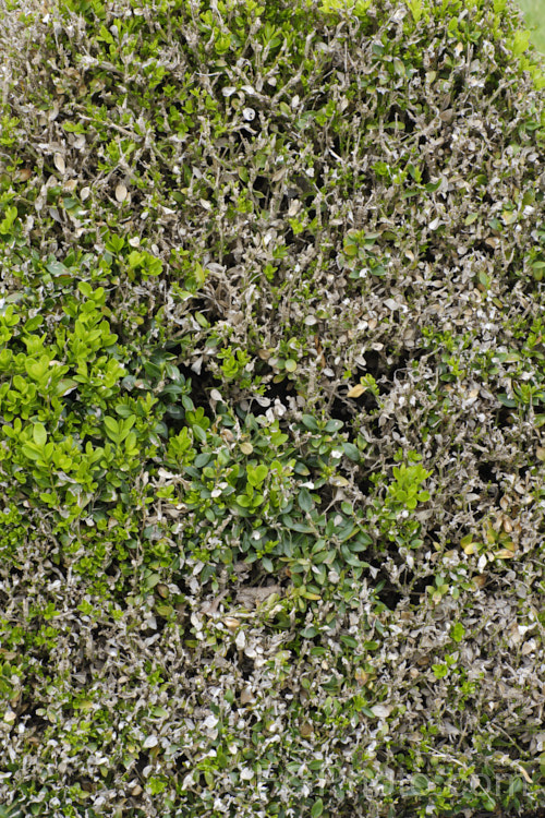 A freshly trimmed. Box plant (genus. Buxus</i>) showing the effects of box blight, which has damaged or killed large portions of the foliage. Box blight is caused by two fungal diseases, Cylindrocladium buxicola and Pseudonectria buxi. pests-and-diseases-3512htm'>Plant. Pests and Diseases</a>