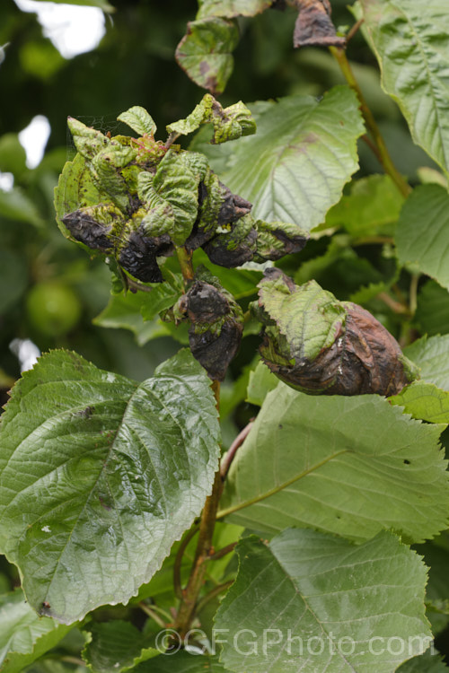 Cherry foliage with new growth in the final stages of peach leaf curl (<i>Taphrina deformans</i>) is a fungal disease that affects peaches and other plants of the genus. Prunus. It causes the young leaves to become twisted, distorted and discoloured. Eventually they dry off and die, as shown here. It can also affect the flowers and young stems. The spores of the disease overwinter on the bark of the tree and become active in spring. Spraying with copper-based fungicides during winter to kill the spores is recommended. pests-and-diseases-3512htm'>Plant. Pests and Diseases</a>