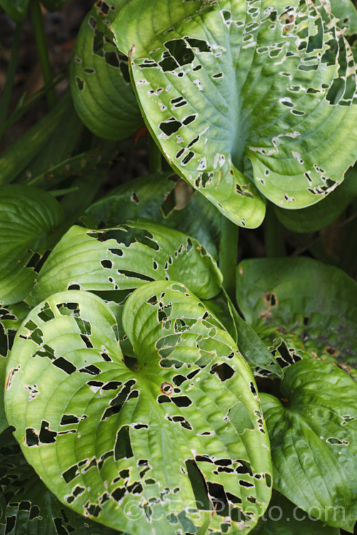 Snail and slug damagee on hosta foliage. Hostas are renowned for their marvellous leaves but all too often the foliage is disfigured in this way. pests-and-diseases-3512htm'>Plant. Pests and Diseases</a>