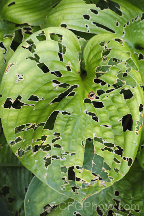 Snail and slug damagee on hosta foliage. Hostas are renowned for their marvellous leaves but all too often the foliage is disfigured in this way. pests-and-diseases-3512htm'>Plant. Pests and Diseases</a>