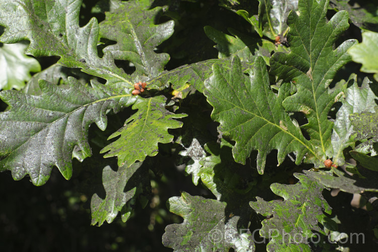 Sooty mould on the foliage of an English or Common Oak (<i>Quercus robur</i>). The mould grows on the sugary honeydew secretions of scale insects and aphids and while not directly especially damaging to the plant, it blocks out light and reduces photosynthesis, eventually leading to a general lack of vigour. pests-and-diseases-3512htm'>Plant. Pests and Diseases</a>