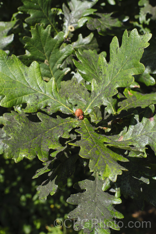 Sooty mould on the foliage of an English or Common Oak (<i>Quercus robur</i>). The mould grows on the sugary honeydew secretions of scale insects and aphids and while not directly especially damaging to the plant, it blocks out light and reduces photosynthesis, eventually leading to a general lack of vigour. pests-and-diseases-3512htm'>Plant. Pests and Diseases</a>